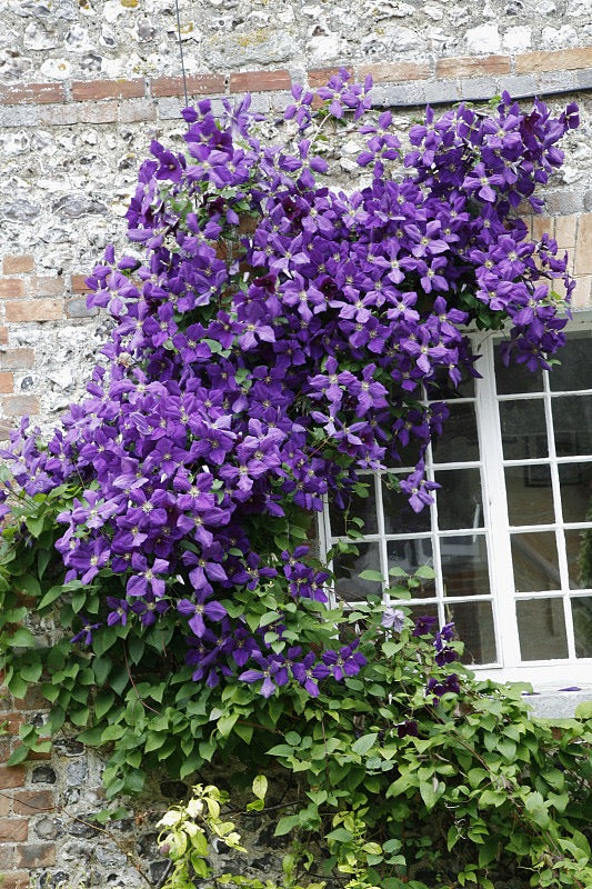 🔥LAST DAY Promotion 49% OFF 🌸Premium Clematis Climbing Vine Seeds | Fast Growing Ornamental Vines for Home & Garden