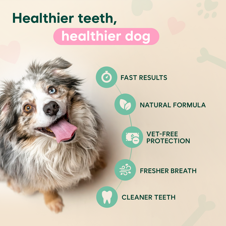 🔥LAST DAY 49% OFF🔥Pet Oral Spray for Dogs & Cats — From Bad Breath to Fresh Kisses
