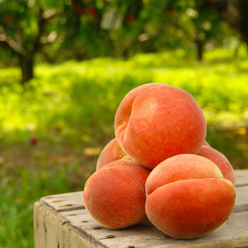 🔥 65K+ SOLD! 🍑 Heirloom "Honey Red" Dwarf Peach Seeds – Rare Red-Flesh Variety, Dwarf Container Friendly & Year-Round Planting 🌿