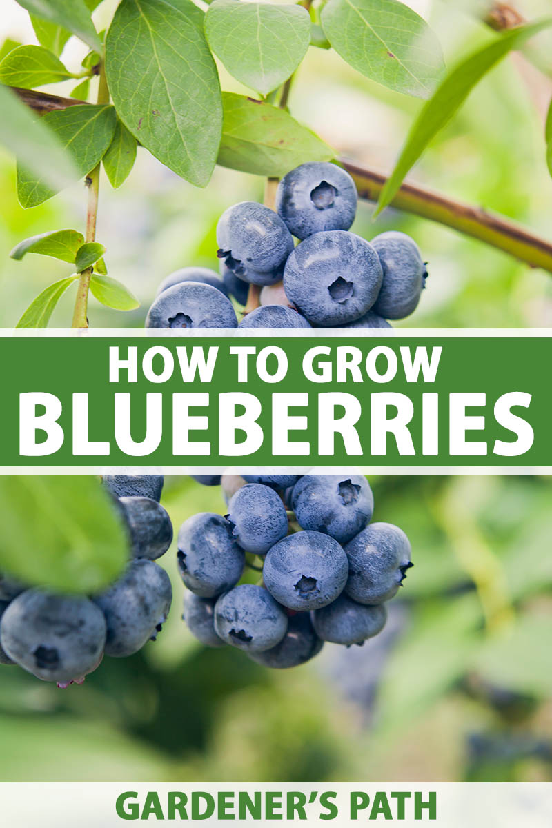🔥LAST DAY Promotion 49% OFF 🌸Premium Highbush Blueberry Seeds (Vaccinium corymbosum)