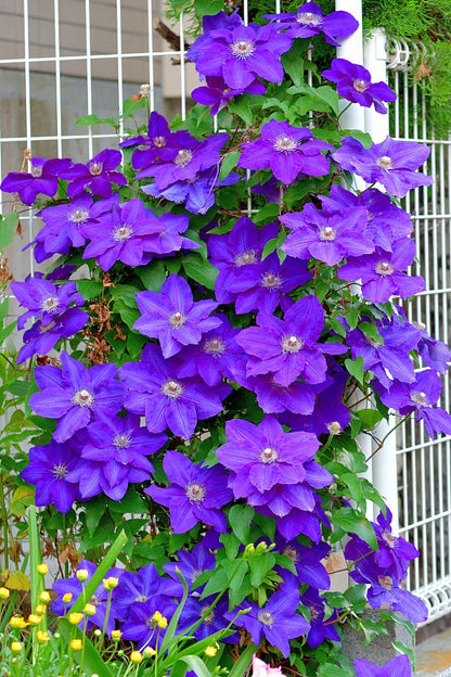 🔥LAST DAY Promotion 49% OFF 🌸Premium Clematis Climbing Vine Seeds | Fast Growing Ornamental Vines for Home & Garden