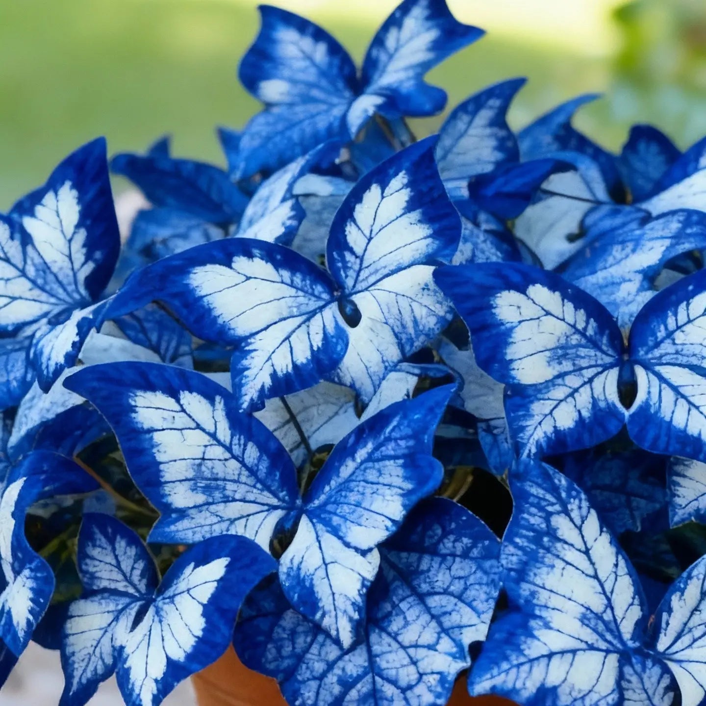 🔥LAST DAY Promotion 49% OFF 🌸Butterfly Leaf Hosta Seeds-Unique ResemblingButterfly Wings