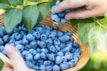 🔥LAST DAY Promotion 49% OFF 🌸Premium Highbush Blueberry Seeds (Vaccinium corymbosum)