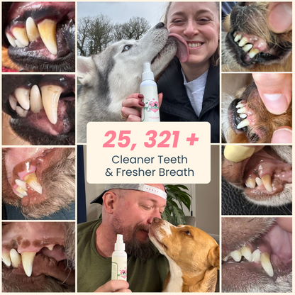 🔥LAST DAY 49% OFF🔥Pet Oral Spray for Dogs & Cats — From Bad Breath to Fresh Kisses