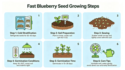 🫐 Sweet Blueberry Seeds | Easy to Grow