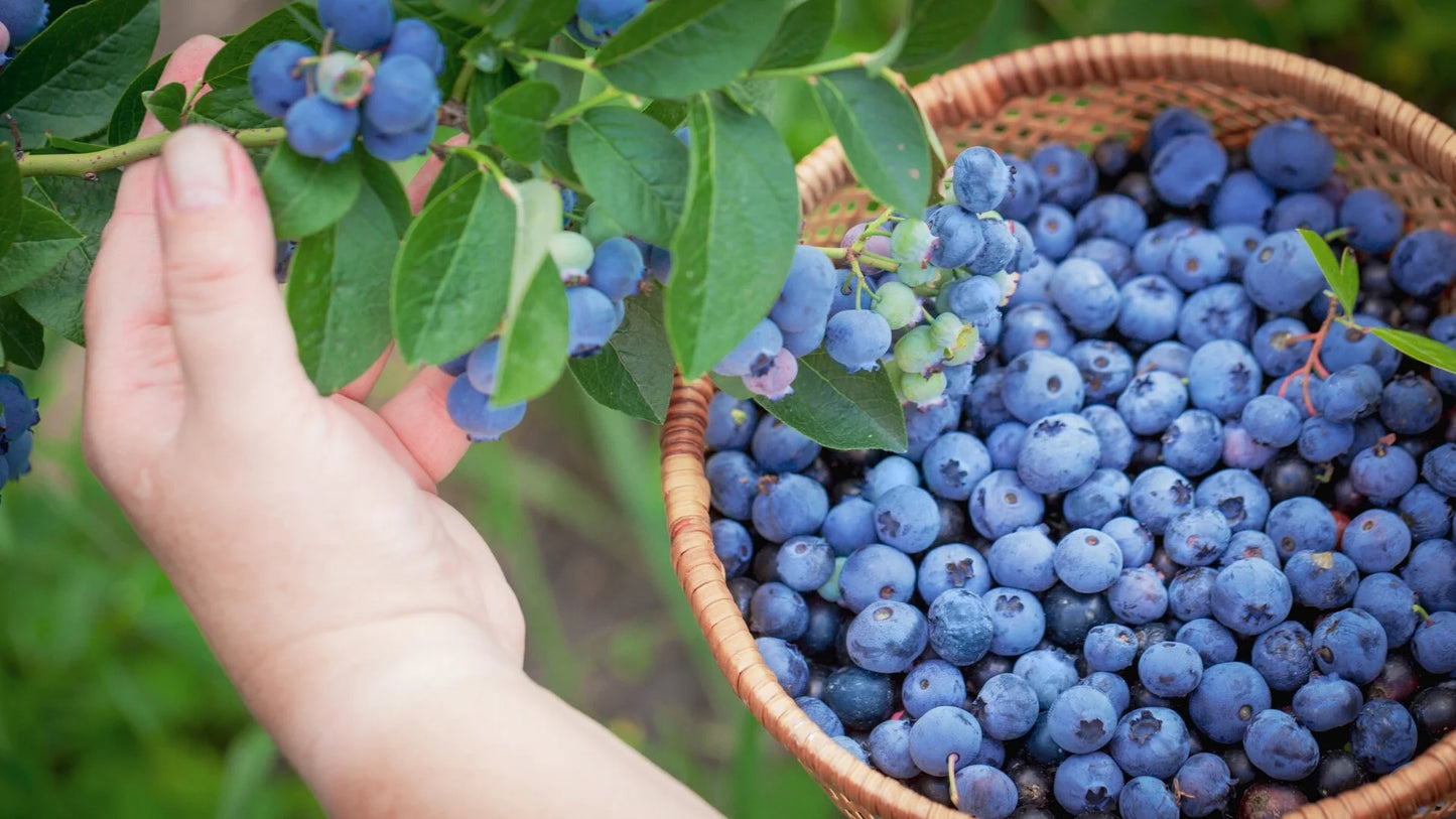 🔥LAST DAY Promotion 49% OFF 🌸Premium Highbush Blueberry Seeds (Vaccinium corymbosum)