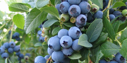 🔥LAST DAY Promotion 49% OFF 🌸Premium Highbush Blueberry Seeds (Vaccinium corymbosum)