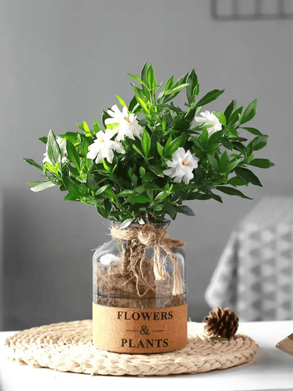 Gardenia Seeds