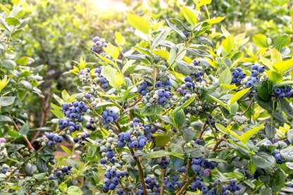 🔥LAST DAY Promotion 49% OFF 🌸Premium Highbush Blueberry Seeds (Vaccinium corymbosum)