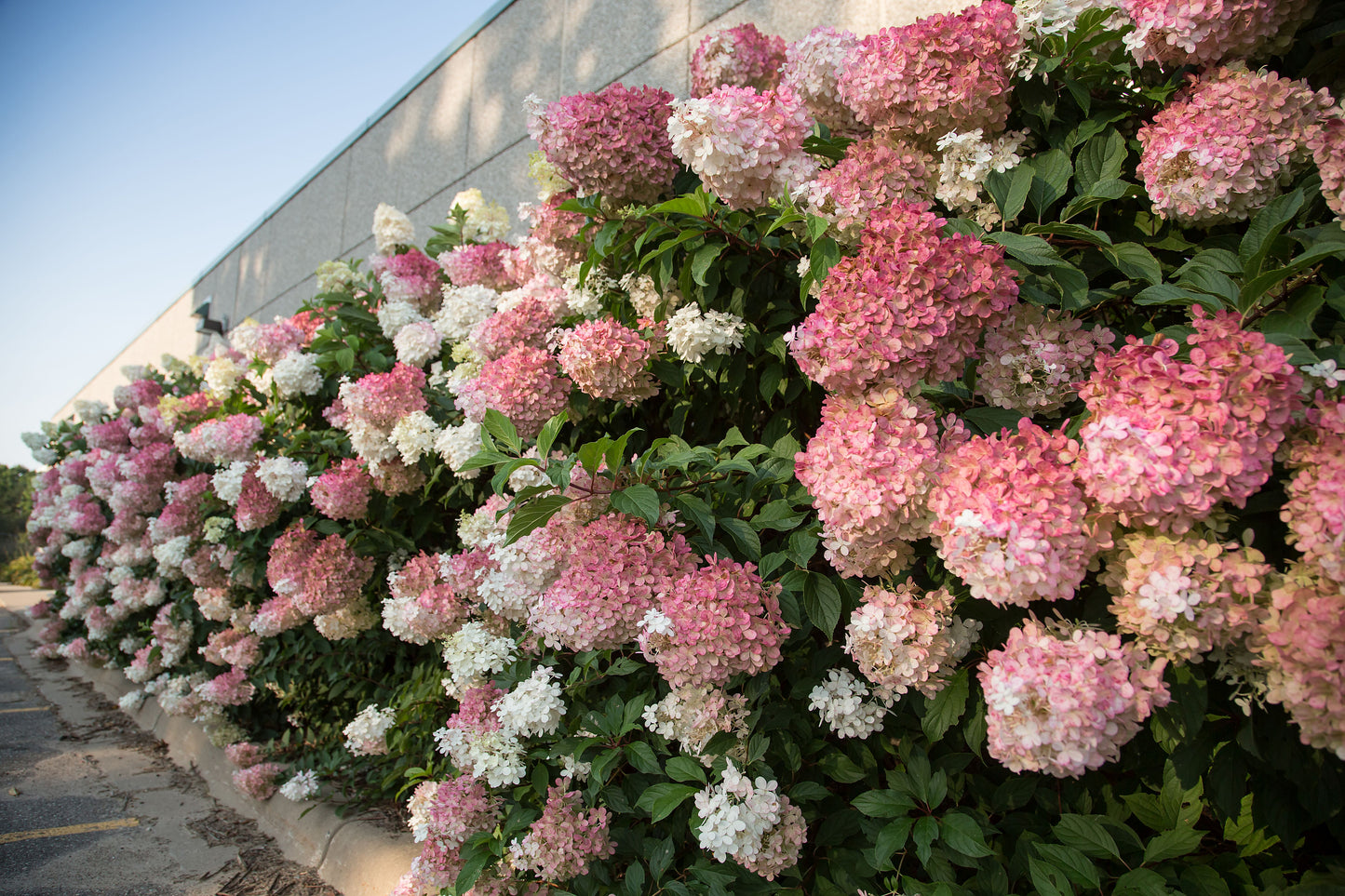 🔥LAST DAY Promotion 49% OFF🌸Hydrangea Seeds-Grow Your Own Lush Garden Blooms