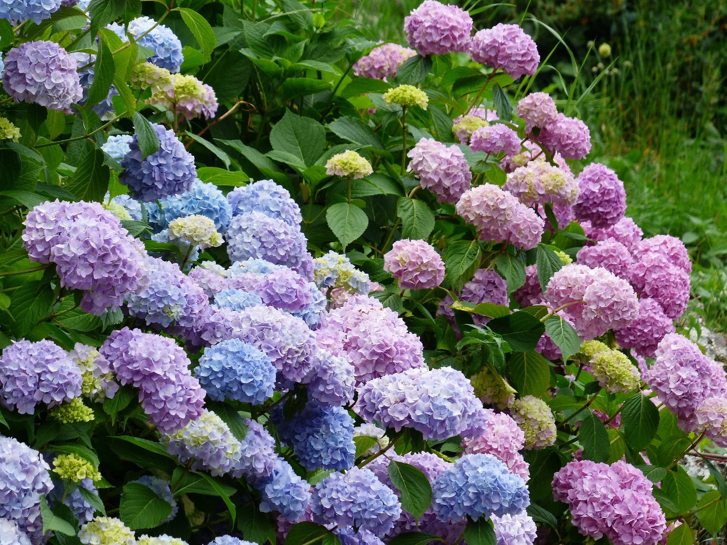 🔥LAST DAY Promotion 49% OFF🌸Hydrangea Seeds-Grow Your Own Lush Garden Blooms