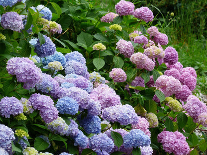 🔥LAST DAY Promotion 49% OFF🌸Hydrangea Seeds-Grow Your Own Lush Garden Blooms