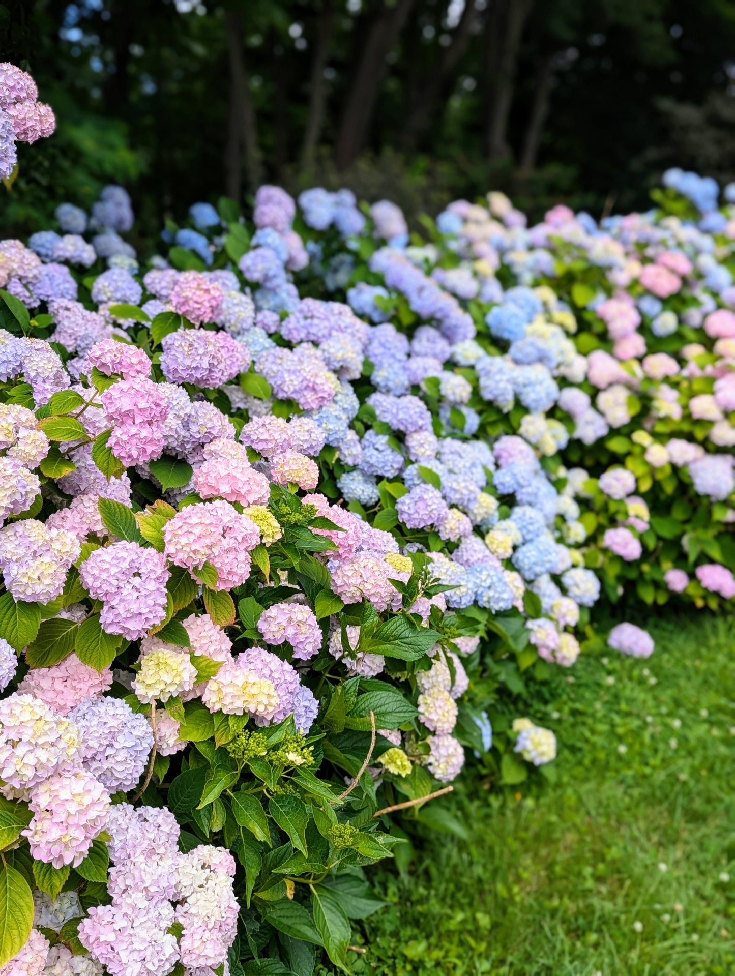 🔥LAST DAY Promotion 49% OFF🌸Hydrangea Seeds-Grow Your Own Lush Garden Blooms
