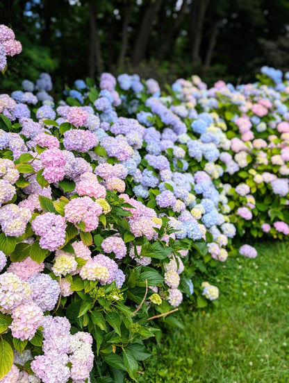 🔥LAST DAY Promotion 49% OFF🌸Hydrangea Seeds-Grow Your Own Lush Garden Blooms