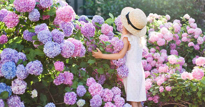 🔥LAST DAY Promotion 49% OFF🌸Hydrangea Seeds-Grow Your Own Lush Garden Blooms