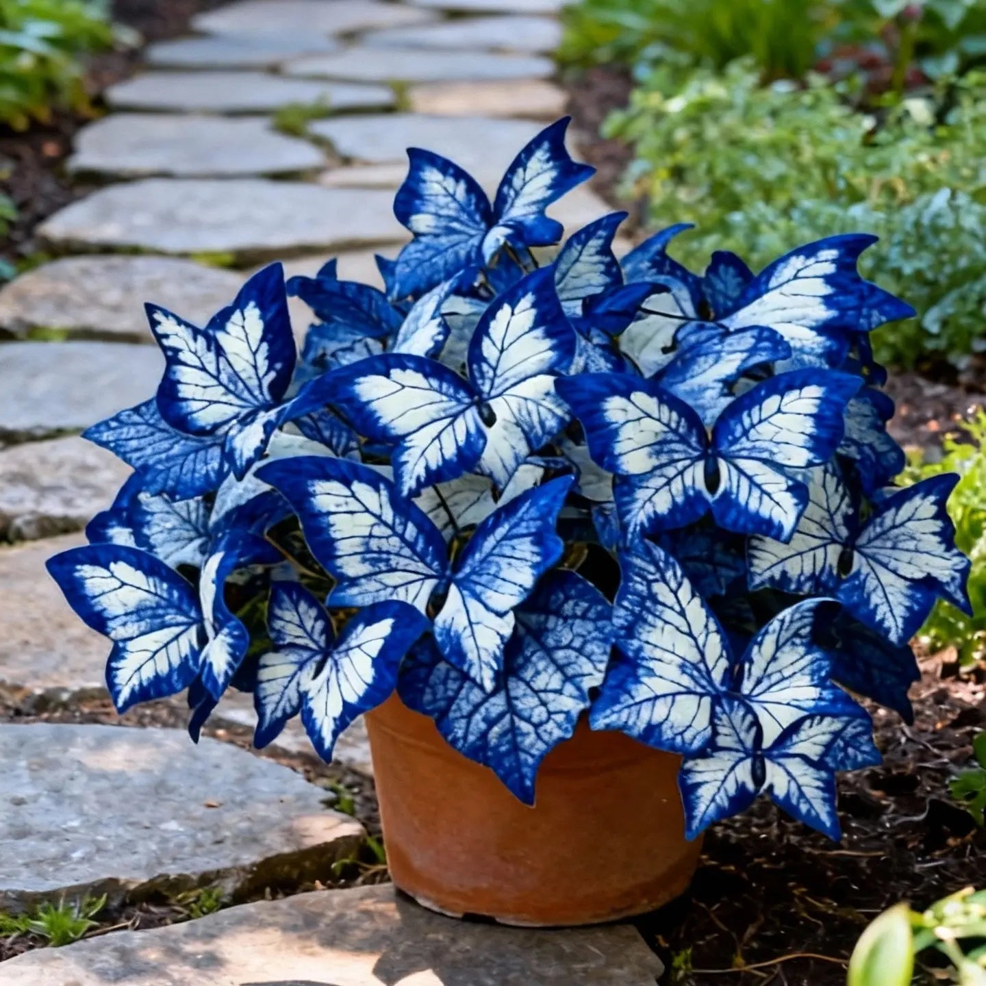 🔥LAST DAY Promotion 49% OFF 🌸Butterfly Leaf Hosta Seeds-Unique ResemblingButterfly Wings