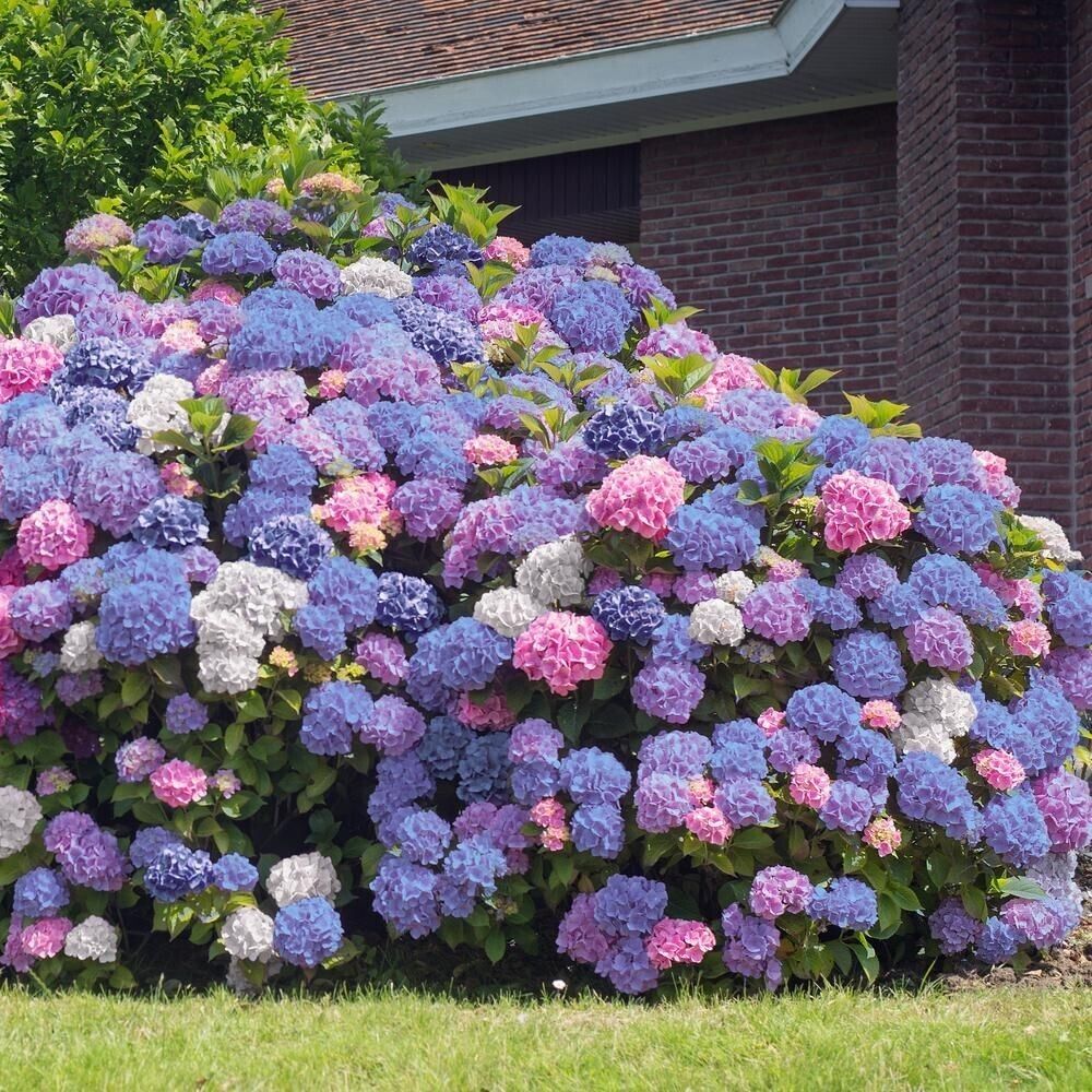 🔥LAST DAY Promotion 49% OFF🌸Hydrangea Seeds-Grow Your Own Lush Garden Blooms