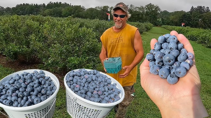 🔥LAST DAY Promotion 49% OFF 🌸Premium Highbush Blueberry Seeds (Vaccinium corymbosum)