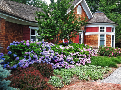 🔥LAST DAY Promotion 49% OFF🌸Hydrangea Seeds-Grow Your Own Lush Garden Blooms
