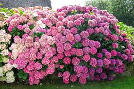 🔥LAST DAY Promotion 49% OFF🌸Hydrangea Seeds-Grow Your Own Lush Garden Blooms