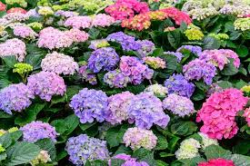 🔥LAST DAY Promotion 49% OFF🌸Hydrangea Seeds-Grow Your Own Lush Garden Blooms