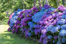 🔥LAST DAY Promotion 49% OFF🌸Hydrangea Seeds-Grow Your Own Lush Garden Blooms
