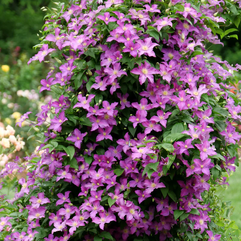 🔥LAST DAY Promotion 49% OFF 🌸Premium Clematis Climbing Vine Seeds | Fast Growing Ornamental Vines for Home & Garden