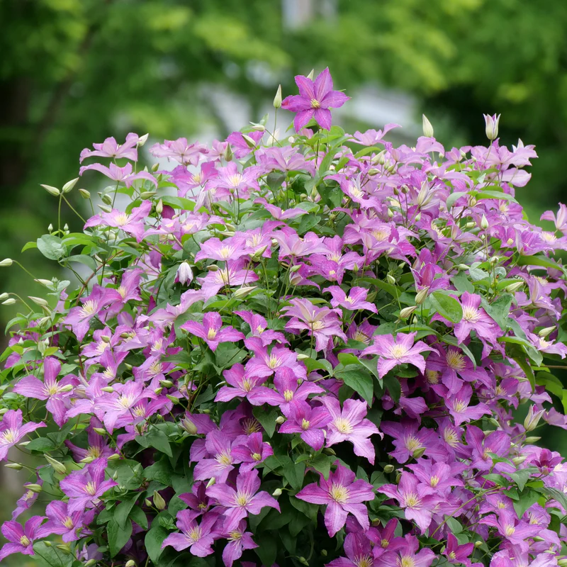 🔥LAST DAY Promotion 49% OFF 🌸Premium Clematis Climbing Vine Seeds | Fast Growing Ornamental Vines for Home & Garden