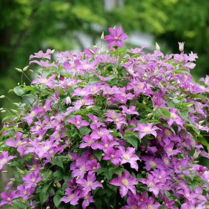 🔥LAST DAY Promotion 49% OFF 🌸Premium Clematis Climbing Vine Seeds | Fast Growing Ornamental Vines for Home & Garden