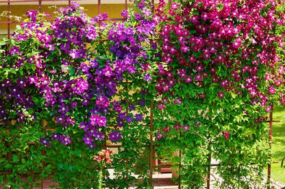🔥LAST DAY Promotion 49% OFF 🌸Premium Clematis Climbing Vine Seeds | Fast Growing Ornamental Vines for Home & Garden