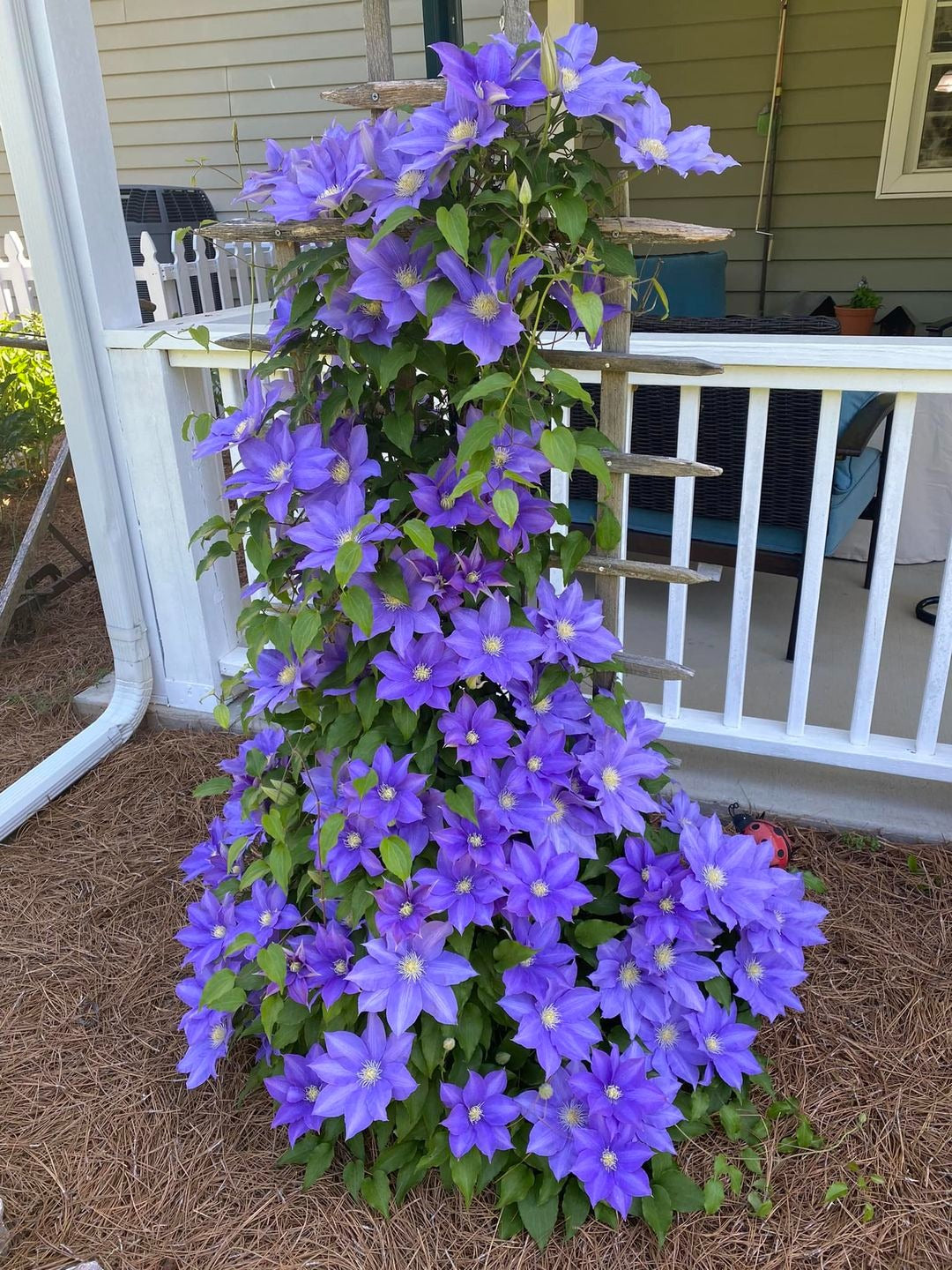 🔥LAST DAY Promotion 49% OFF 🌸Premium Clematis Climbing Vine Seeds | Fast Growing Ornamental Vines for Home & Garden