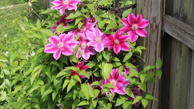🔥LAST DAY Promotion 49% OFF 🌸Premium Clematis Climbing Vine Seeds | Fast Growing Ornamental Vines for Home & Garden