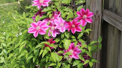 🔥LAST DAY Promotion 49% OFF 🌸Premium Clematis Climbing Vine Seeds | Fast Growing Ornamental Vines for Home & Garden