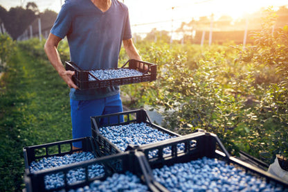 🔥LAST DAY Promotion 49% OFF 🌸Premium Highbush Blueberry Seeds (Vaccinium corymbosum)