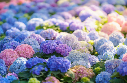 🔥LAST DAY Promotion 49% OFF🌸Hydrangea Seeds-Grow Your Own Lush Garden Blooms