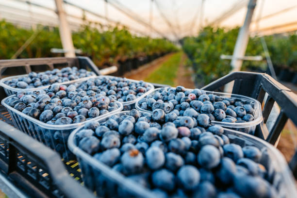 🔥LAST DAY Promotion 49% OFF 🌸Premium Highbush Blueberry Seeds (Vaccinium corymbosum)