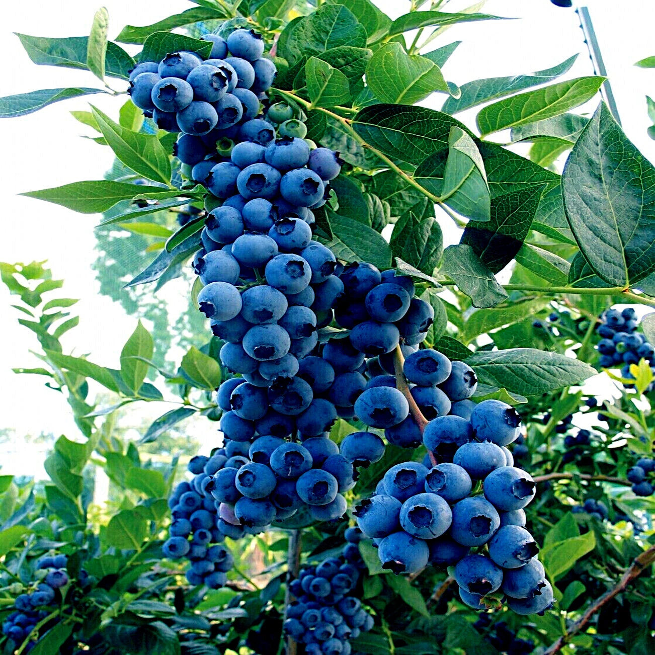 🔥LAST DAY Promotion 49% OFF 🌸Premium Highbush Blueberry Seeds (Vaccinium corymbosum)