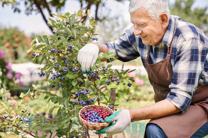 🔥LAST DAY Promotion 49% OFF 🌸Premium Highbush Blueberry Seeds (Vaccinium corymbosum)